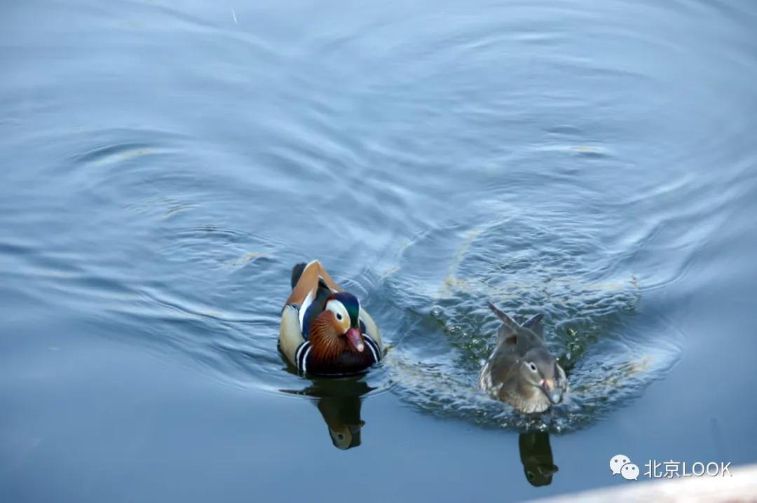北京常见的动物有哪些,北京市郊常见动物