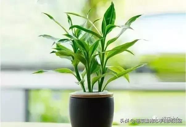 100种常见花卉植物图谱,100种花卉素描图谱