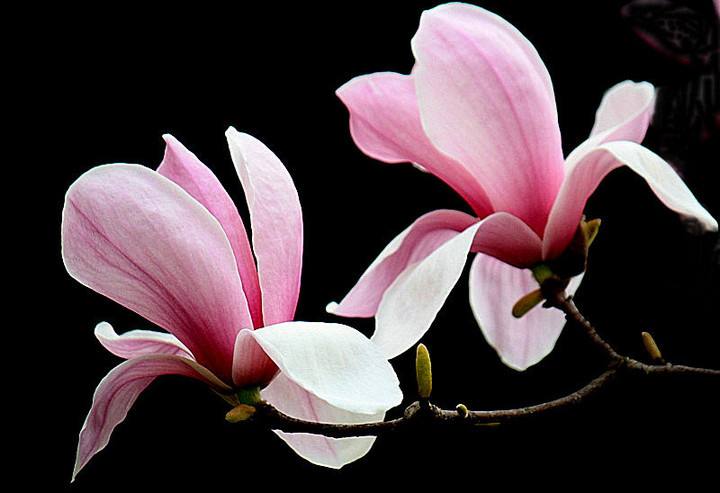 最美玉兰花树图片大全,最美玉兰花开