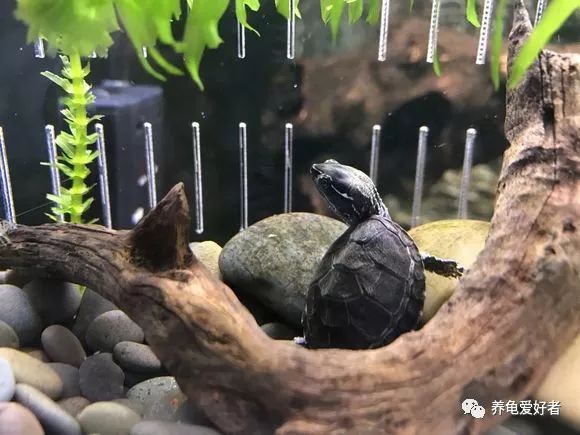 巨头龟什么环境养,6厘米的龟要多大的环境