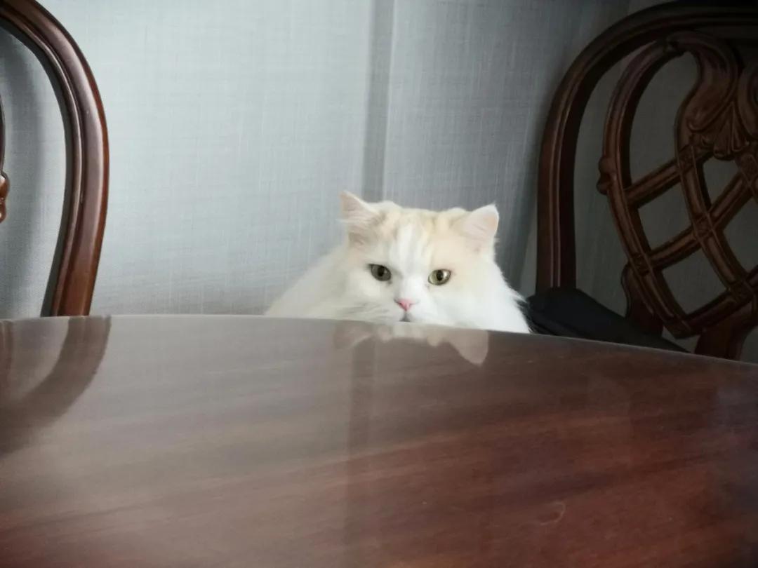 两只从来都不打架的猫咪突然打架,两只猫咪几个月还在打架