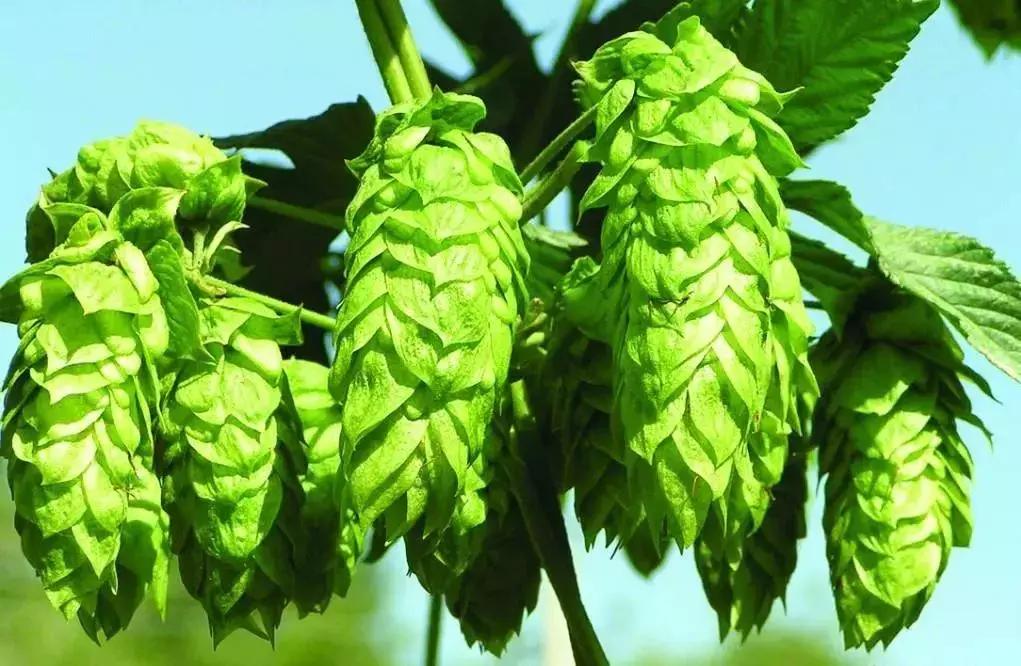 比早起更痛苦的是失眠,比早起更难的是失眠