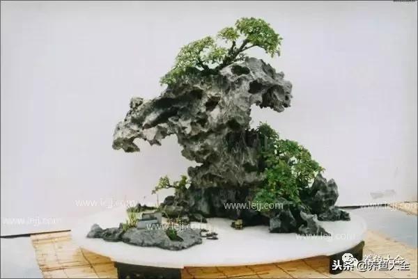 上水石盆景摆放位置,上水石假山盆景怎么养