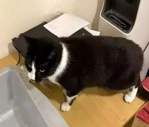 举报偷渡走私,偷渡被捕的猫