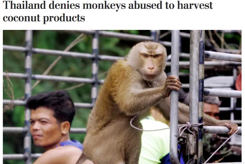 你爱吃的椰子，背后可能有一只泰国“打工猴”血汗故事