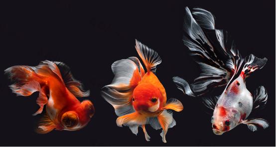 吉印金鱼爆藻灯跟原生灯区别,吉印金鱼爆藻