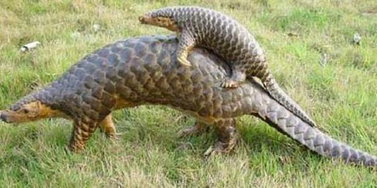 补肾药年卖出8亿,2毛一片的补肾药