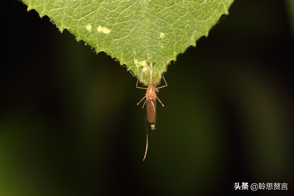蚊子诗精选三十六首莫恨我心儿毒，只因你口儿馋