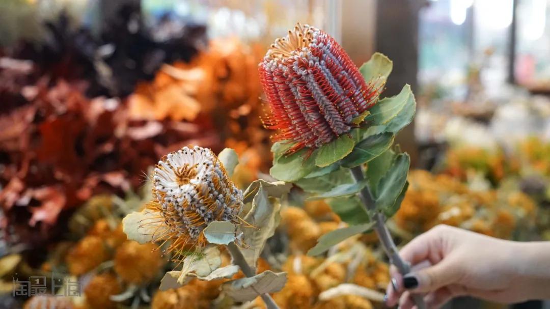 花卉市场晚上营业,今天的花卉市场