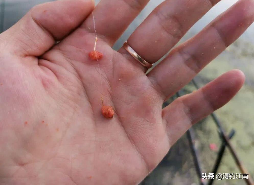 天热钓白条,天热白条上浮怎么钓