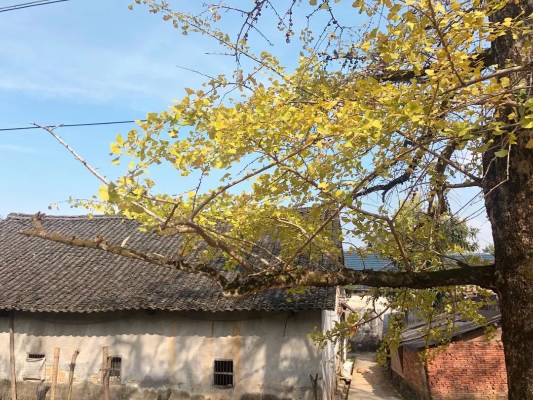 2月份去恭城看柿子,什么时候去恭城看柿子最好