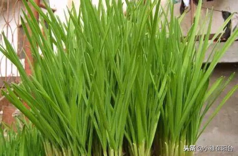 阳台种的蒜苗为什么那么细,阳台花盆种蒜苗用什么肥料好