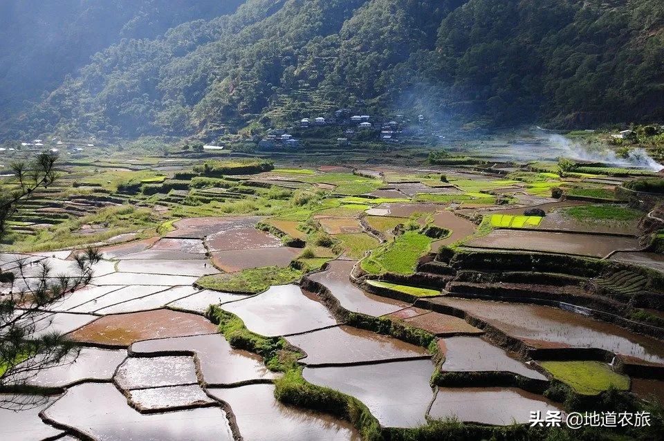 农场乡村振兴具体实施哪些项目,乡村振兴都市型休闲农业发展前景