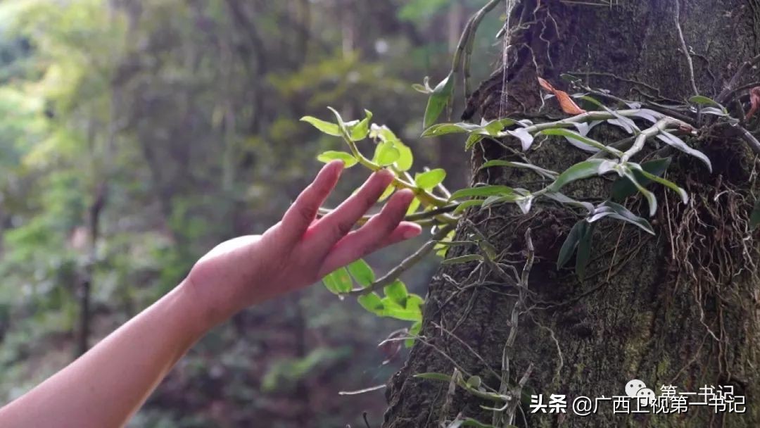 “仙草林”有什么致富宝？“罗曼粉”还可以下“金蛋.......