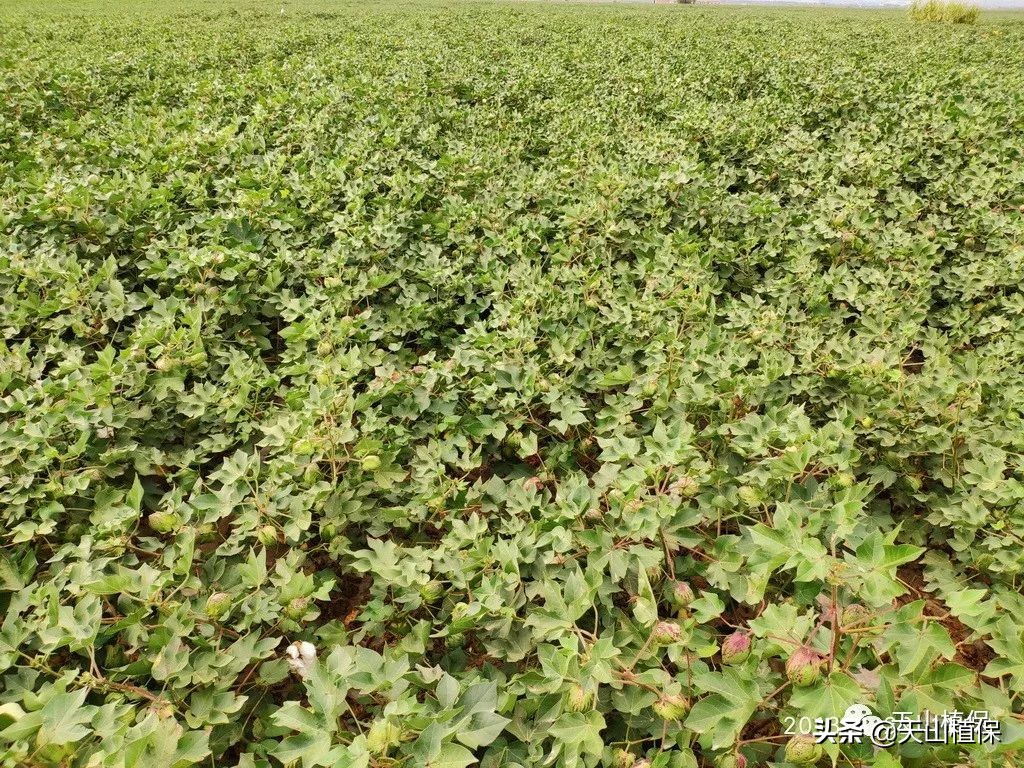 棉花后期防早衰的方法,棉花早衰的表现