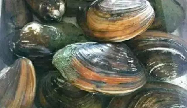 珍珠怎么选才能选到天然的好珍珠,珍珠首饰怎么选