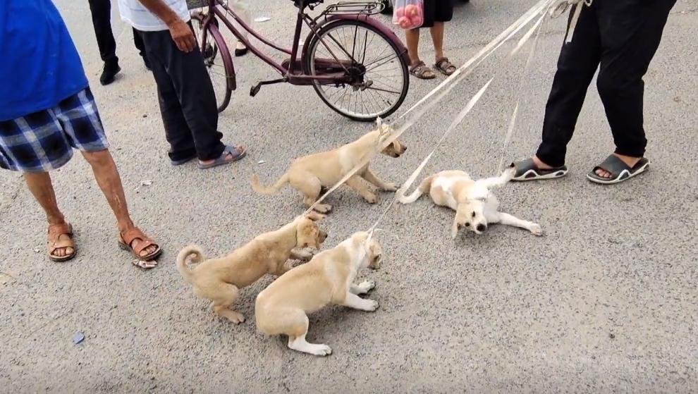 河南:小狗偷吃羊羔,气得大叔55一只全卖狗贩,大叔:多少钱都卖