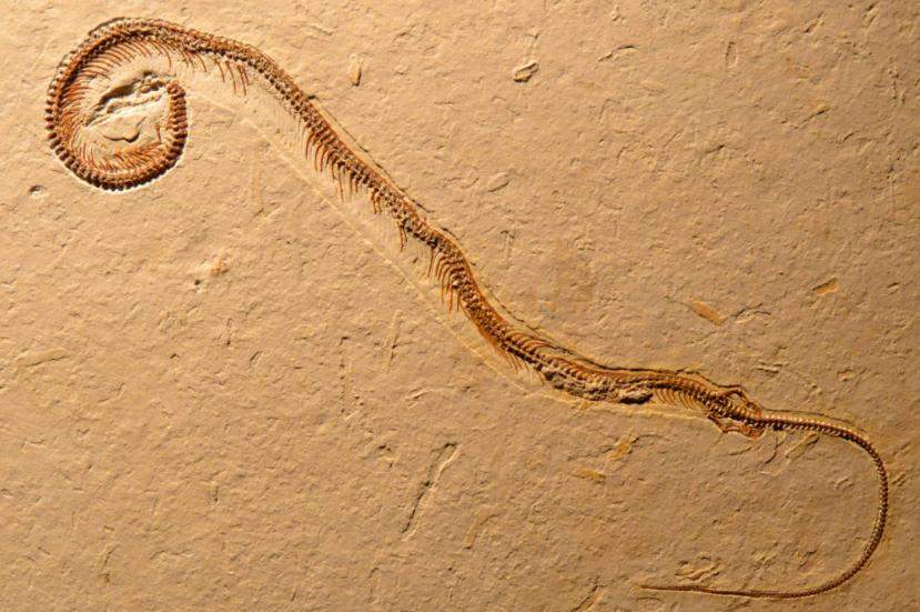 7米长巨蟒腹部隆起,3米长的巨蟒在闹市被发现