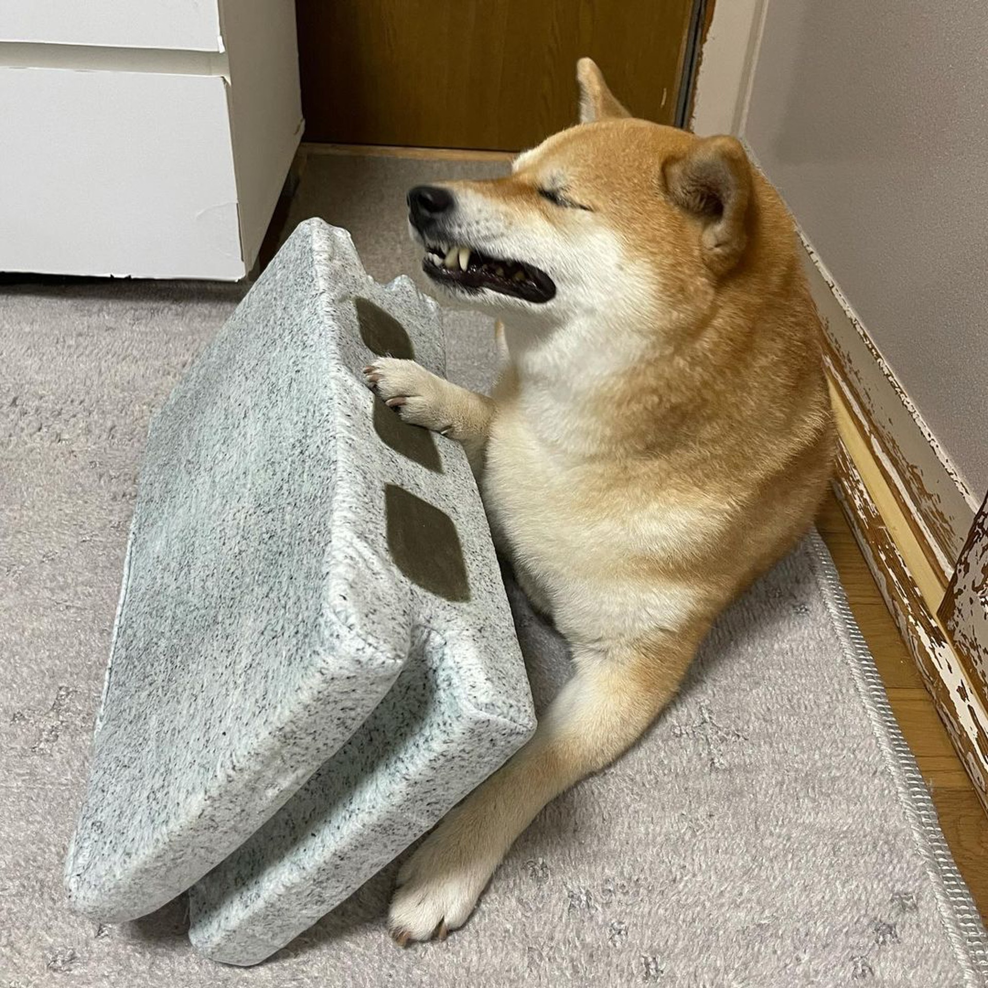 被砖头压住了!影帝柴犬超入戏25个连自己也骗倒的瞬间