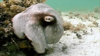 看完章鱼两条腿跑路的样子，我差点信了它是外星人后代