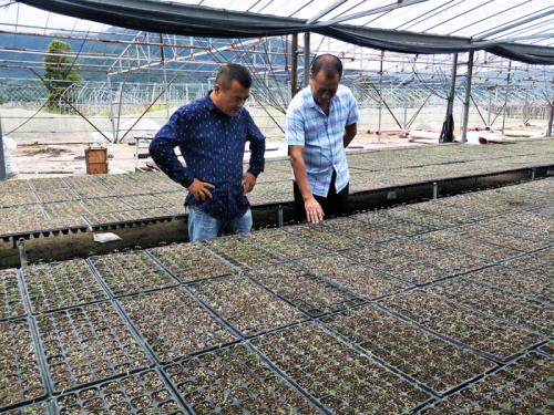 大棚里种植西红柿怎么施肥最好,适合夏季大棚种植的生食西红柿