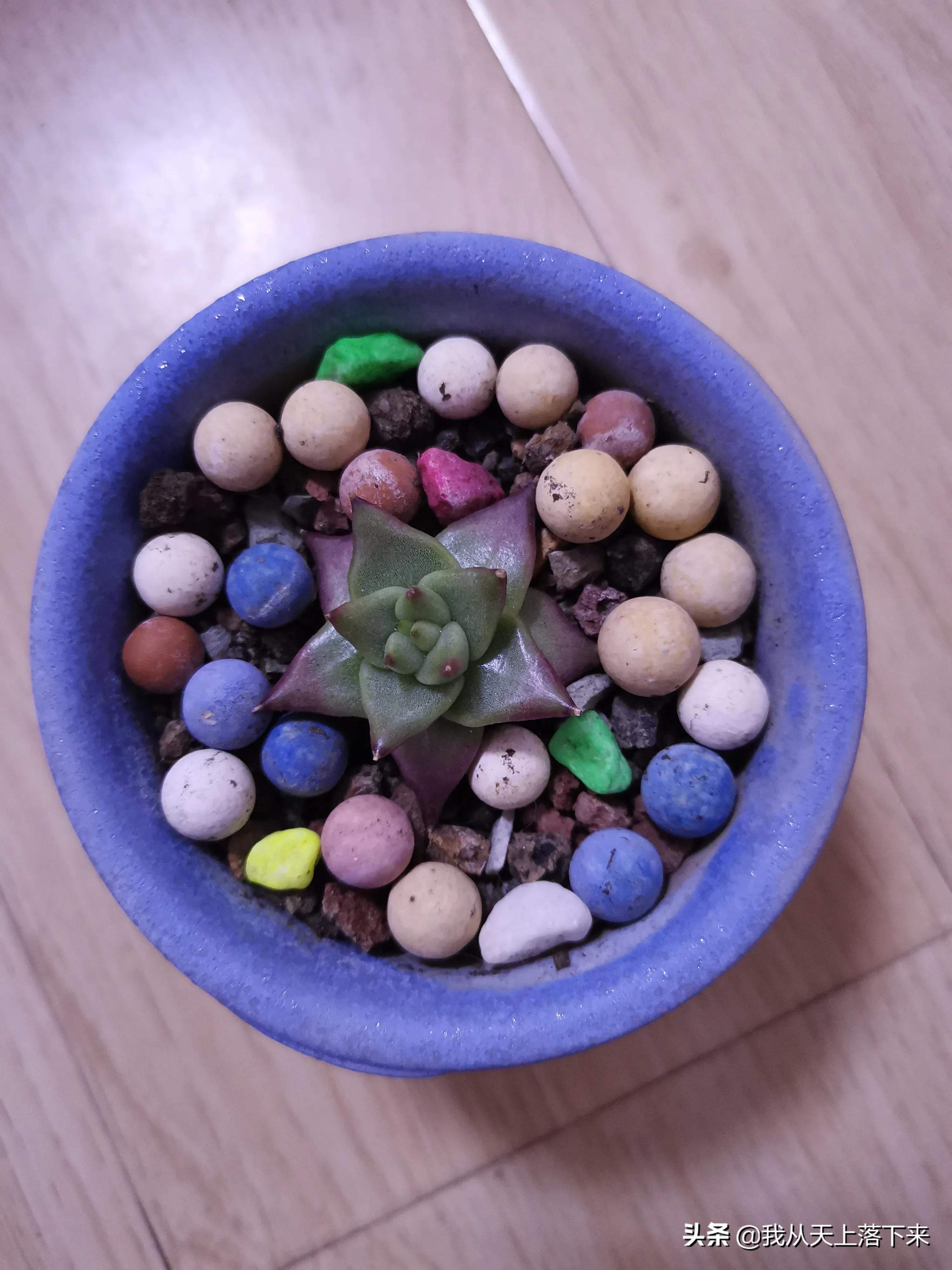 89种常见多肉植物品种图，实物拍摄，还不认识的小伙伴赶紧收藏好