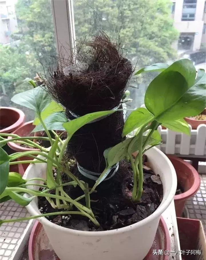 绿萝的叶子越养越小是什么原因,绿萝叶子越养越少