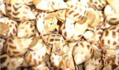 海鲜大全,最全海鲜冷知识