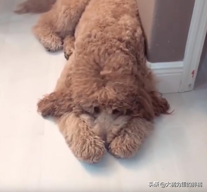 巨贵犬长大还拆家吗,巨贵犬会变成天使吗