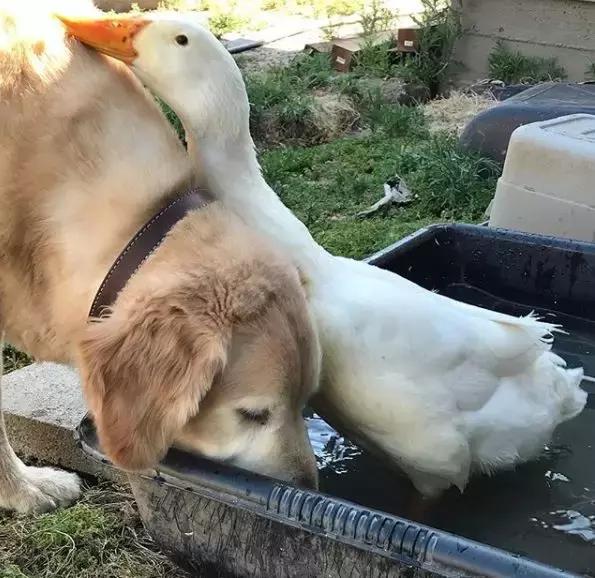 被大鹅欺负的金毛,金毛老是被鸭子欺负