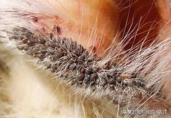 羔羊被蜱虫咬了怎么办,羔羊20天有螨虫怎么治