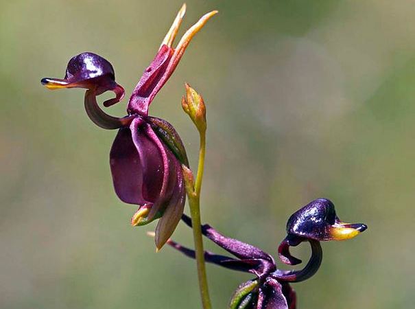 奇花异草大全罕见图文,极其罕见的奇花异草