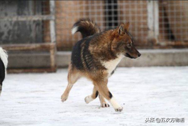 哪些动物没有生殖隔离,关于犬科动物生殖隔离