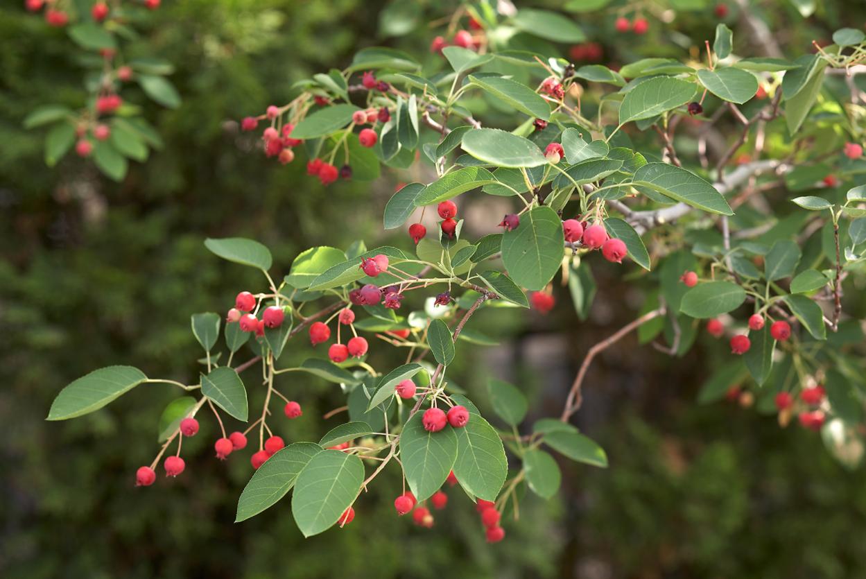 适合花园的小型树木,适合自家花园种植的树木花卉