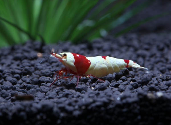 天空蓝魔、黄金巨手、血钻......养个虾整个人都中二了