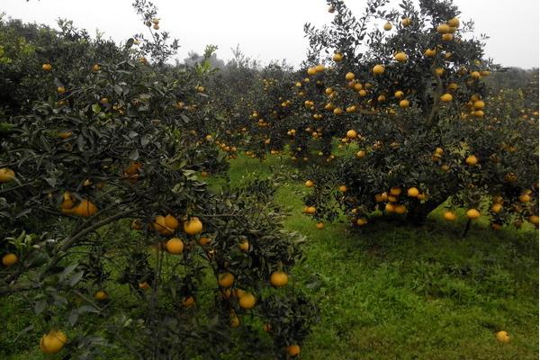 丑橘的食用方法,如何做到丑橘里是沙糖桔