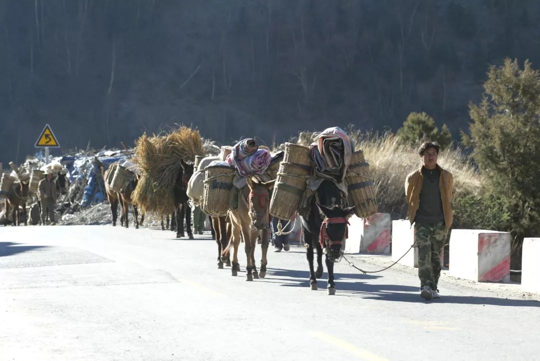 七子饼茶的历史背景,中茶牌七子茶饼铁饼