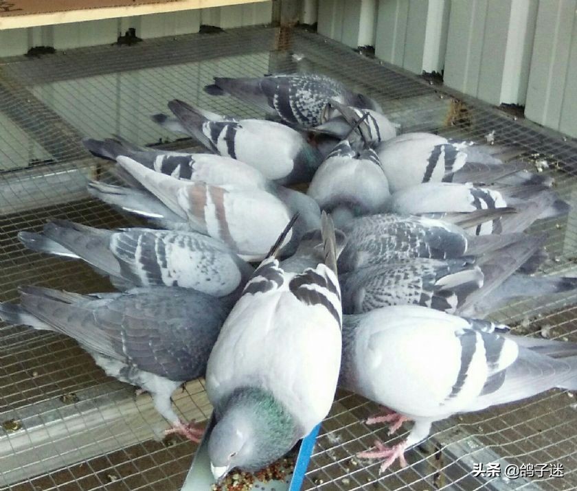 赛鸽眼睛长东西,赛鸽血统重要还是个体重要