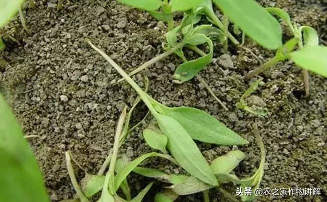 抗细菌真菌病毒的药,杀真菌最彻底的特效药曲安奈德