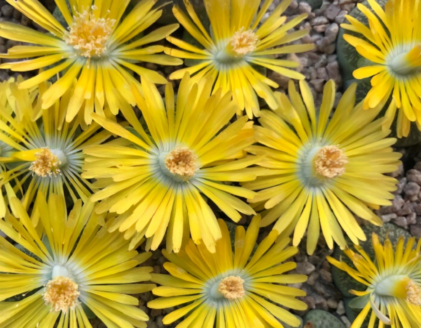 生石花样貌平平，花朵却好看，春天到了养起来