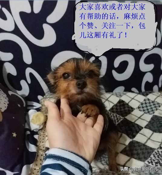 狗狗呕吐带狗狗看病,狗狗出现了呕吐的症状怎么办