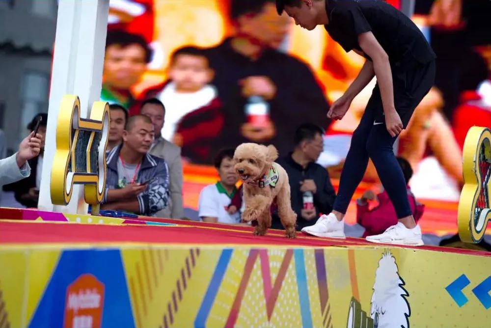 五一萌宠游园会,五一萌宠节