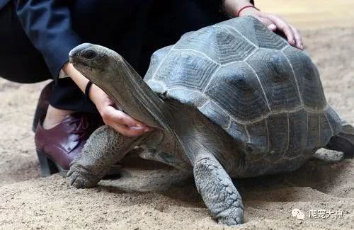 陆龟最好的养法怎么养,陆龟喂养方法与技巧