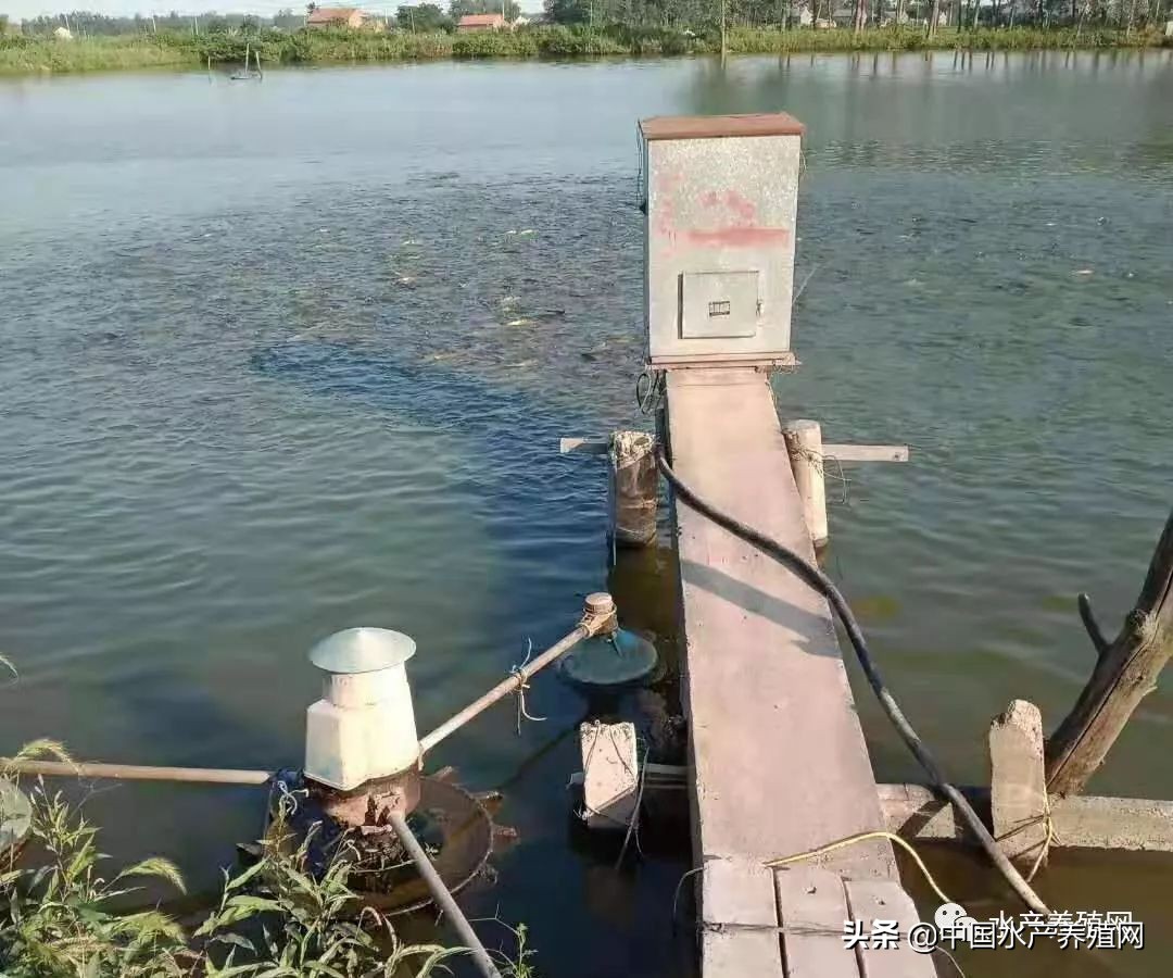 鱼价持续走低养殖户弃养,行情低养殖户怎么办