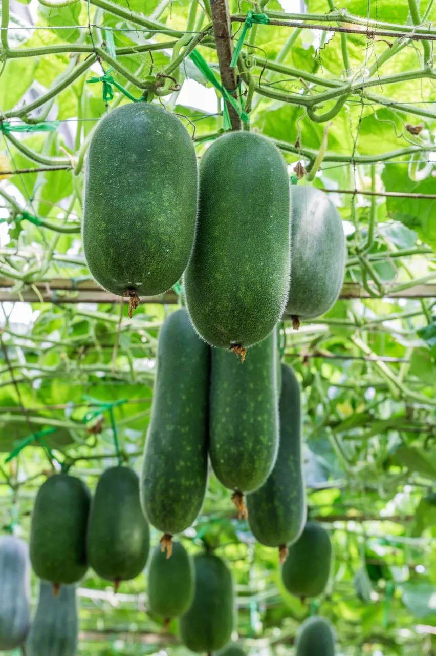 按吨起步支援湖北,背后是世界第一硬核蔬菜大国