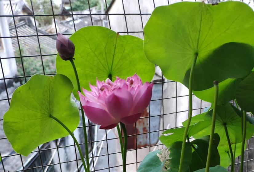 好看的中小型荷花品种,空间小养绿植