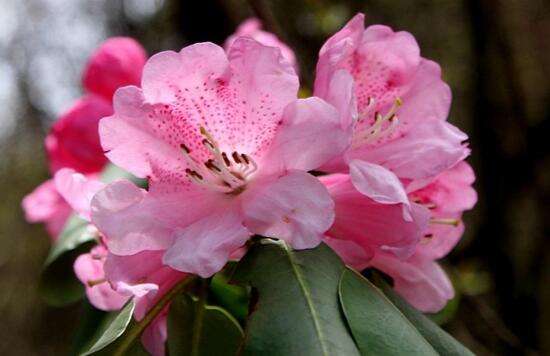 花卉大全500种杜鹃花,草本杜鹃花图片欣赏及介绍