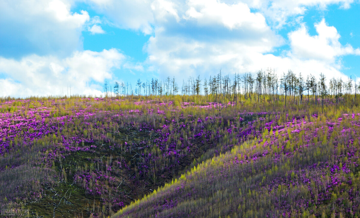 测土壤酸碱度的最简单有效的办法,怎样用酢浆草改变土壤酸碱度