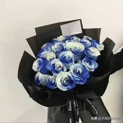 最好的进口玫瑰,进口玫瑰品种