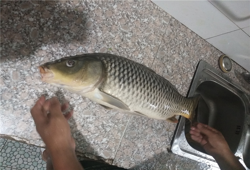 钓鱼到底该不该买很多的商品饵料,钓鱼买小药又买线